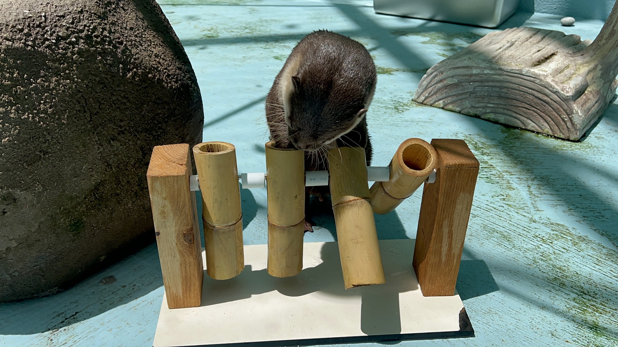 水獭丰容