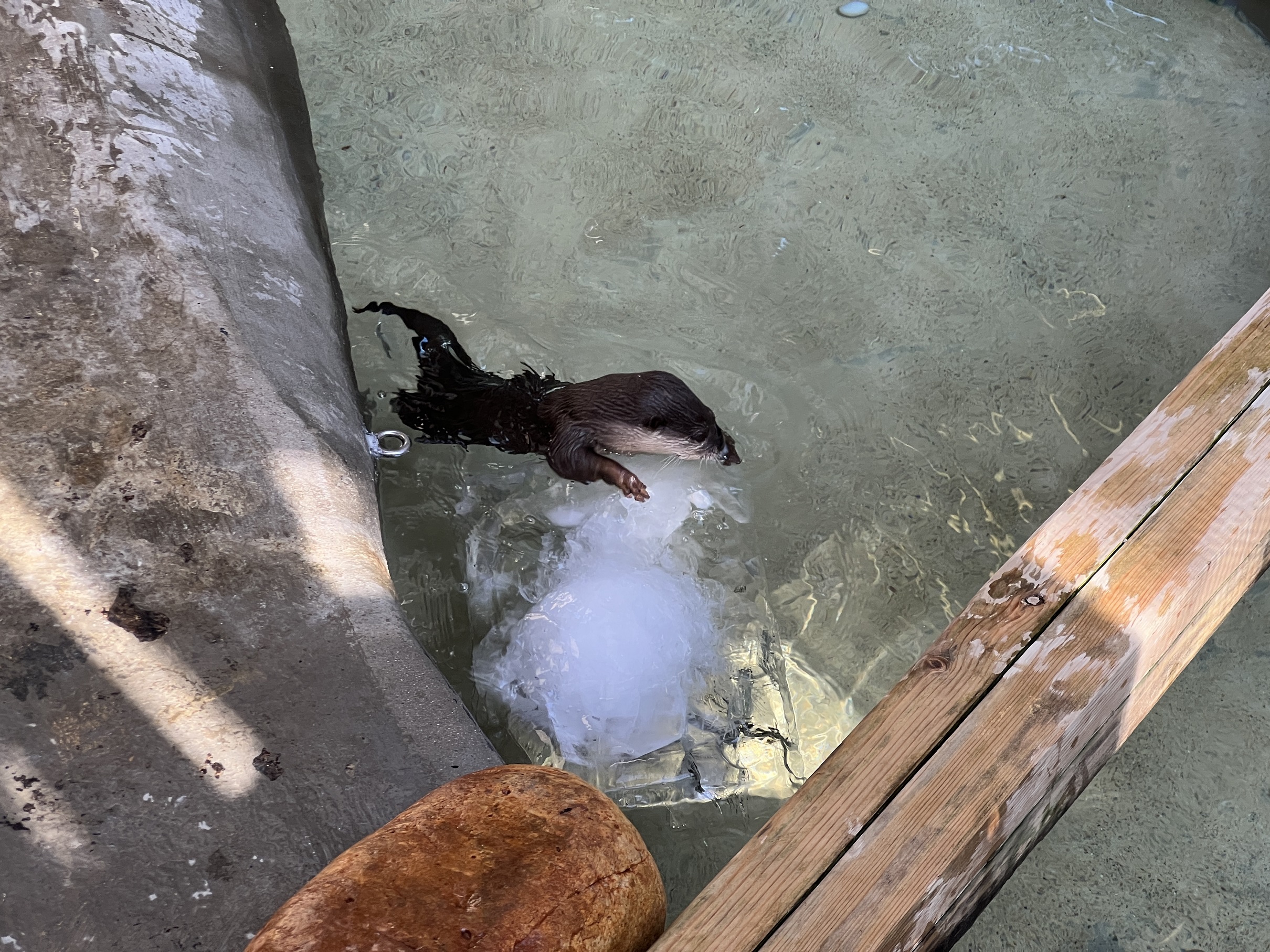 水獭丰容