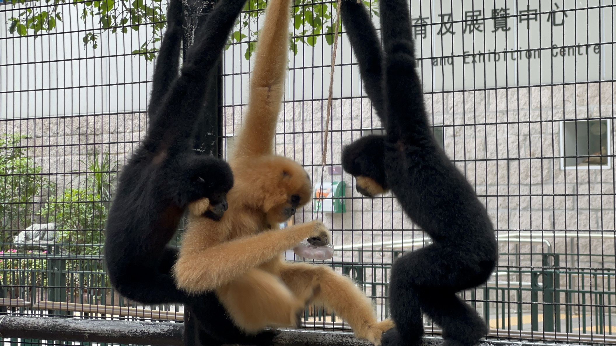 红颊长臂猿丰容