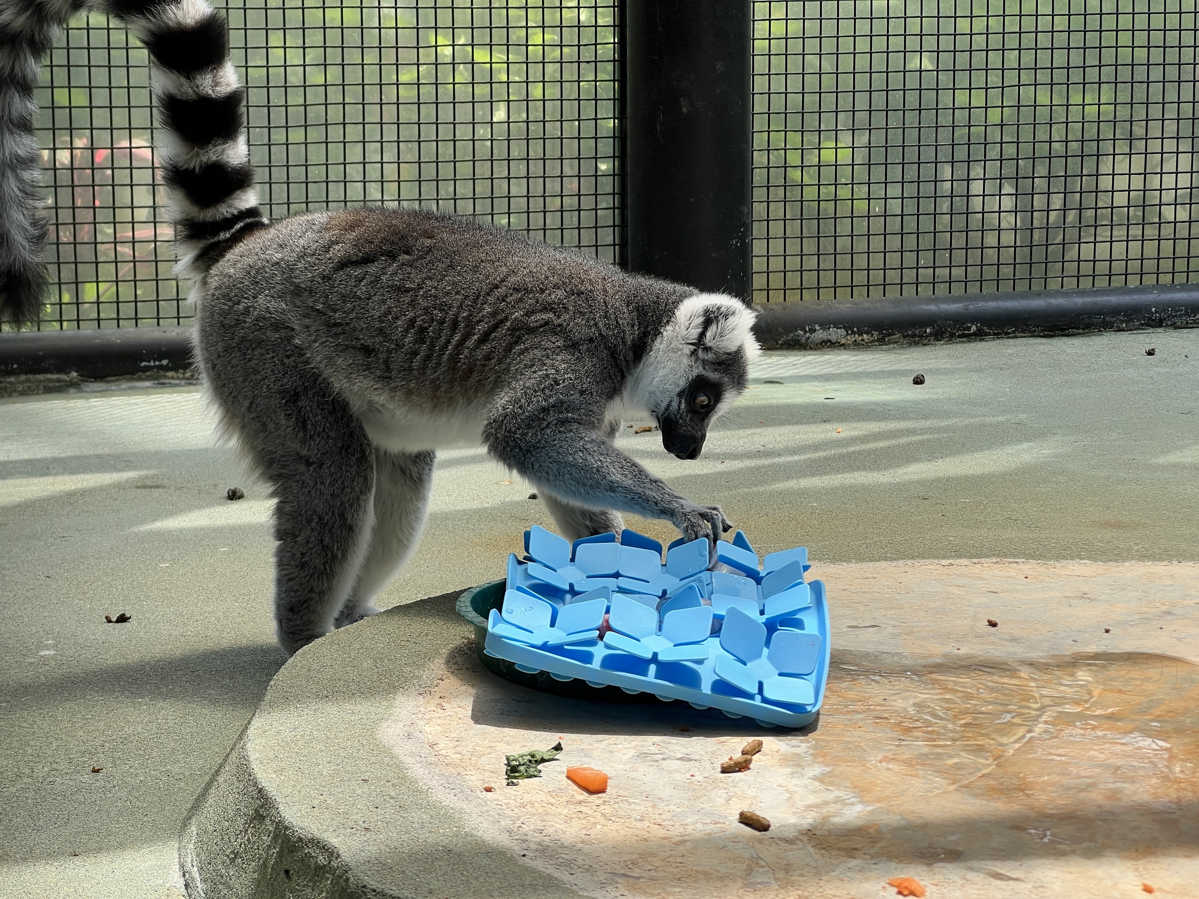 环尾狐猴丰容