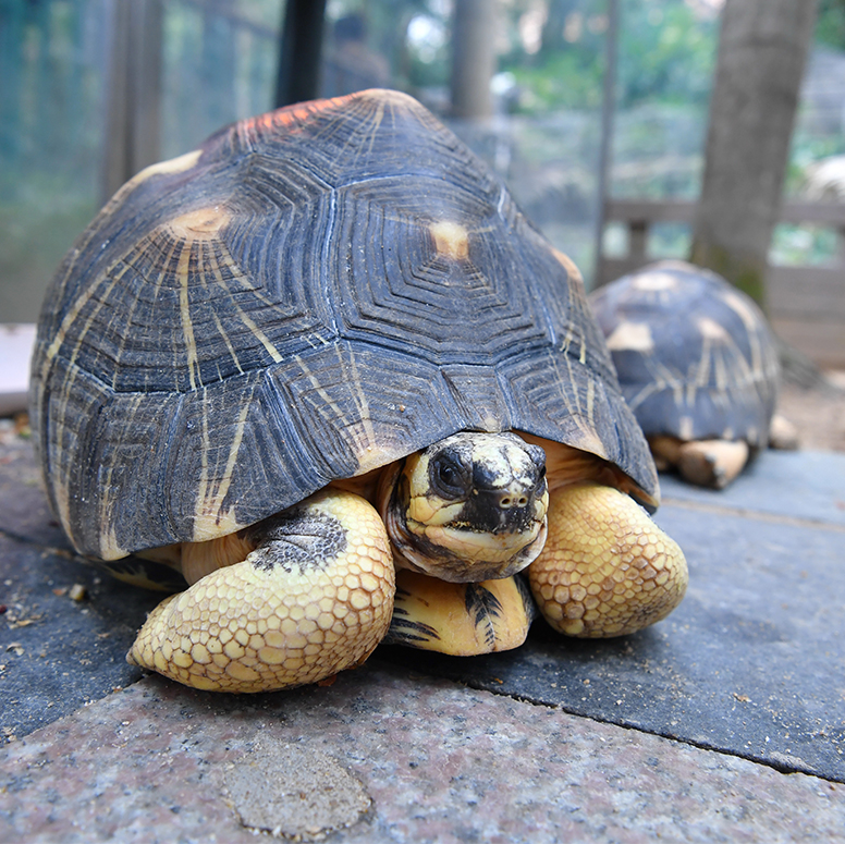 香港動植物公園- 輻紋陸龜