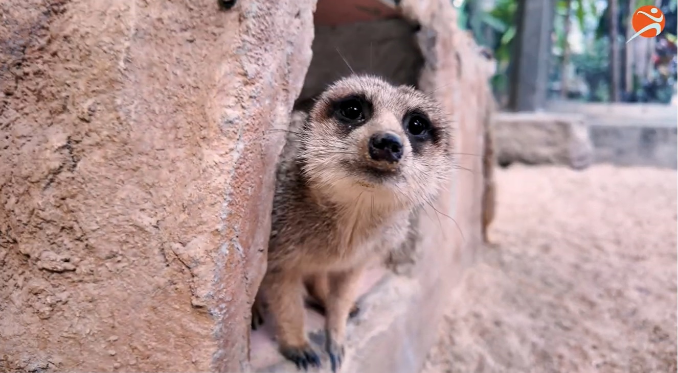 LCSD Edutainment Channel - Learn About Animals