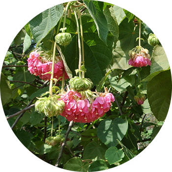 Dombeya wallichii(SCARLET DOMBEYA)