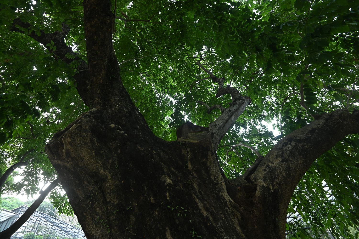 香港动植物公园- 紫檀