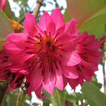 Saraca indica