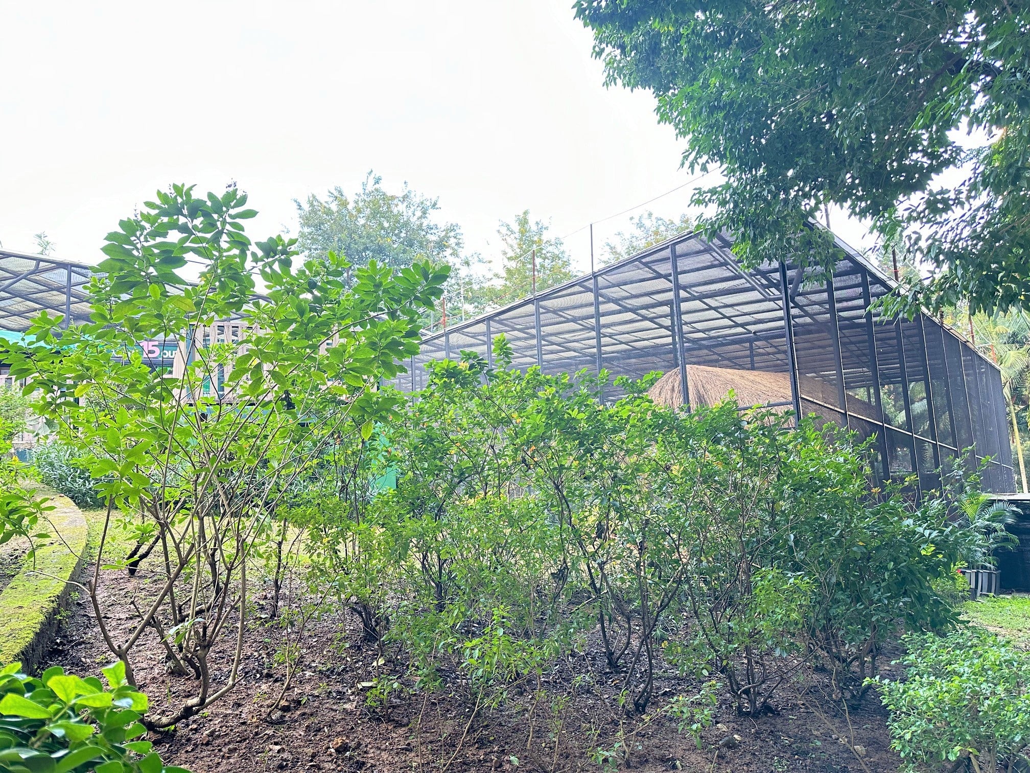 保育園地 (鄰近溫室)