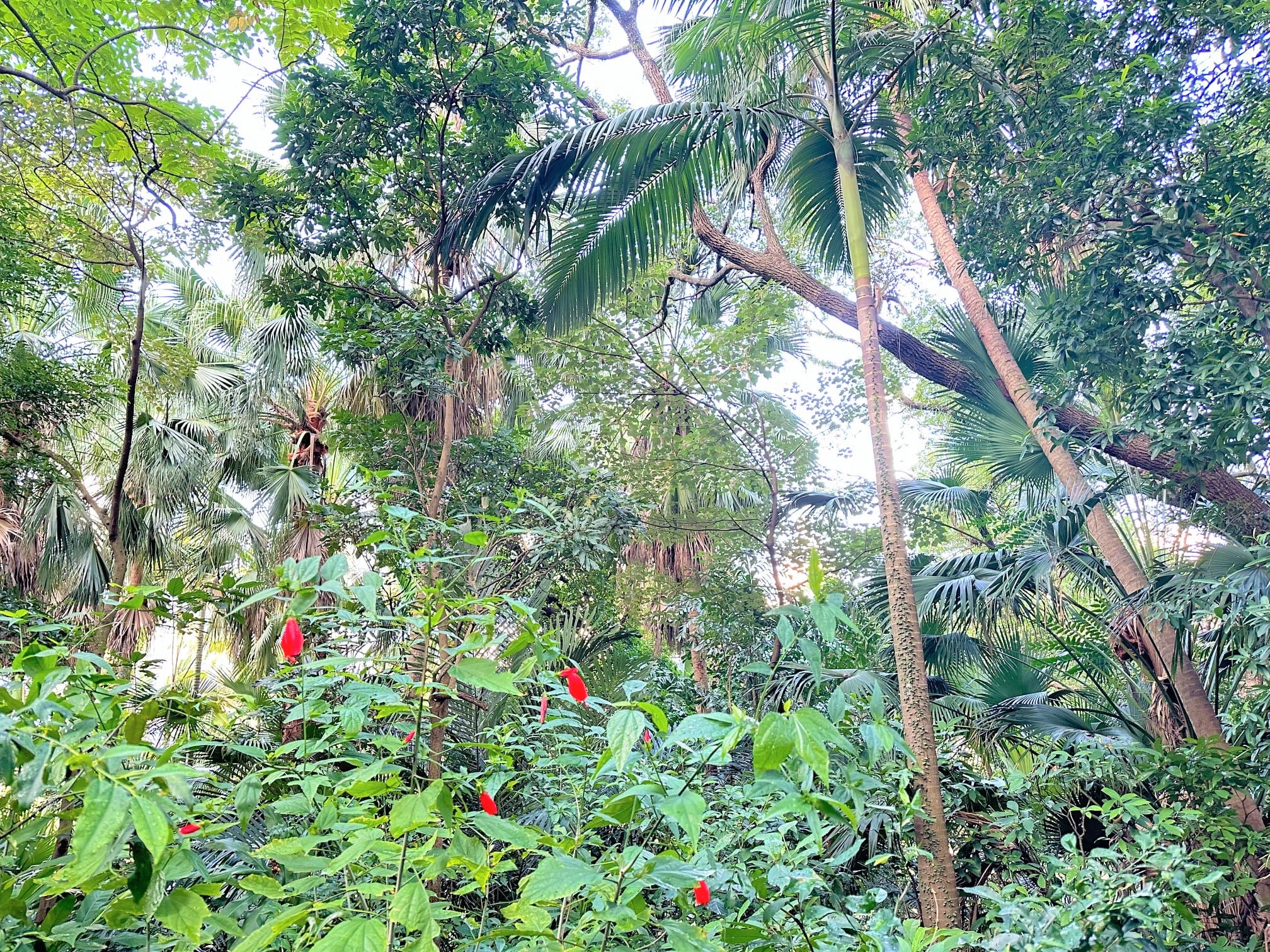 保育園地 (鄰近百草園)