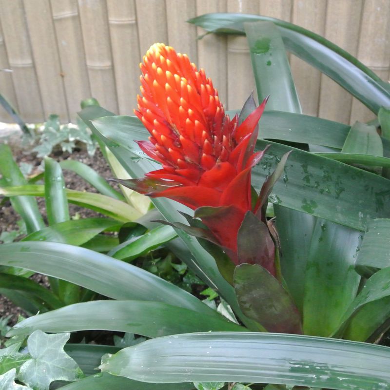 Bromeliads