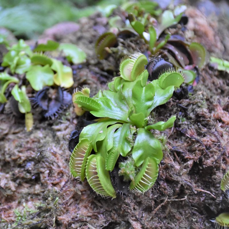 Carnivorous Plants