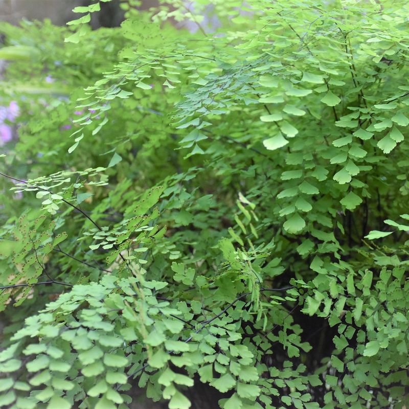 Ferns