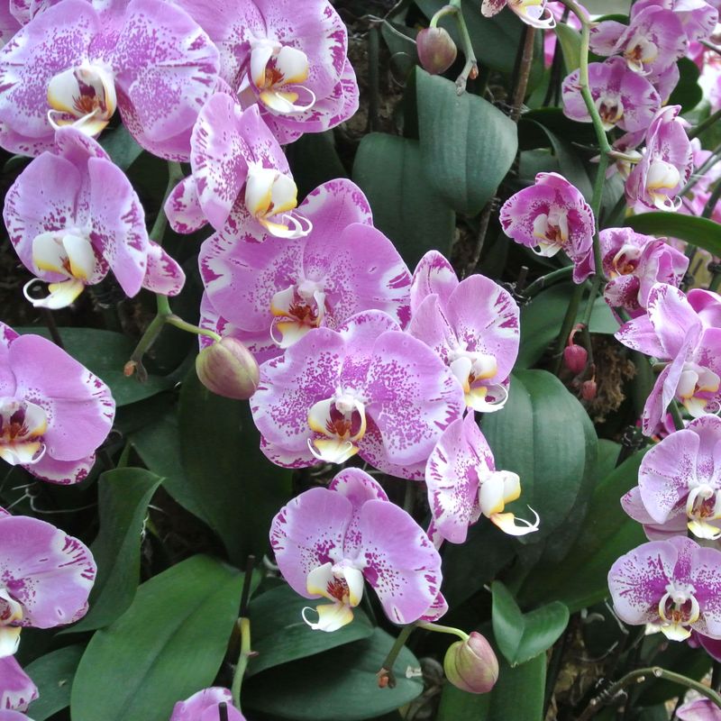 Orchids