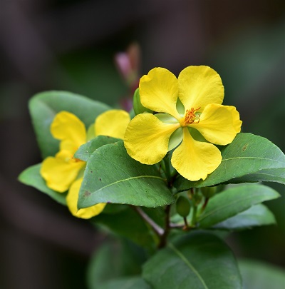 flower