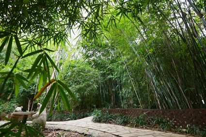香港动植物公园 - 竹园