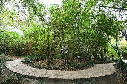 香港动植物公园 - 竹园