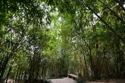 香港动植物公园 - 竹园