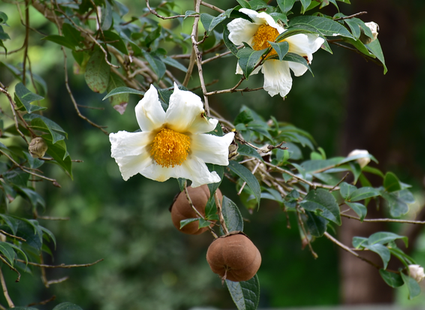 Hong Kong Zoological and Botanical Gardens - Camellia Garden