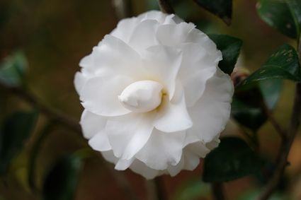 Hong Kong Zoological and Botanical Gardens - Camellia Garden