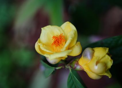 Hong Kong Zoological and Botanical Gardens - Camellia Garden