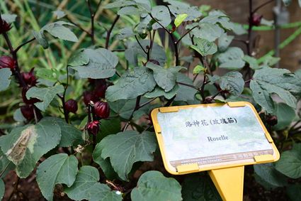 香港動植物公園 - 食用植物園
