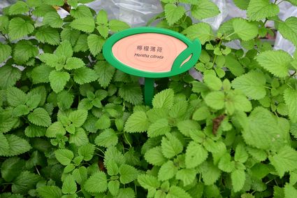 香港動植物公園 - 食用植物園