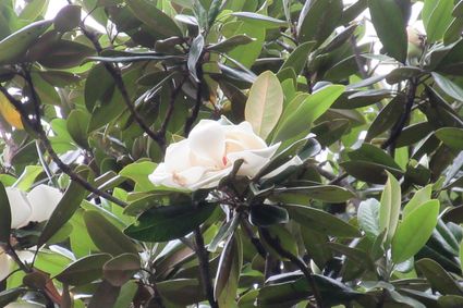 香港动植物公园 - 木兰科植物园