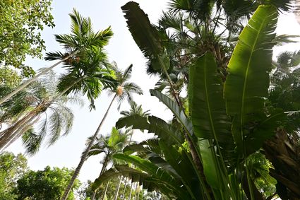 Hong Kong Zoological and Botanical Gardens - Palm Garden