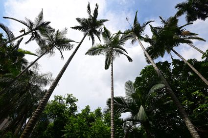 Hong Kong Zoological and Botanical Gardens - Palm Garden