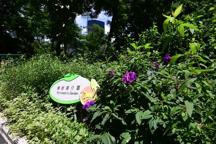 Hong Kong Zoological and Botanical Gardens - Pollinator’s Garden