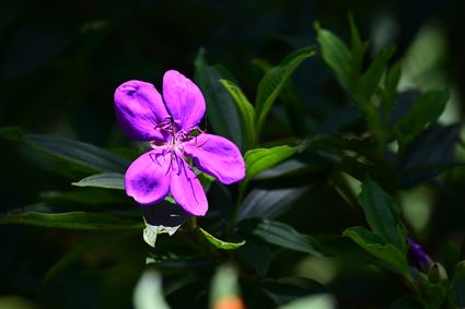 Hong Kong Zoological and Botanical Gardens - Pollinator’s Garden