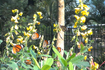 Hong Kong Zoological and Botanical Gardens - Pollinator’s Garden