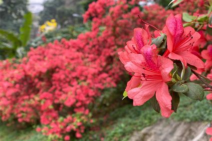 香港動植物公園 - 杜鵑園