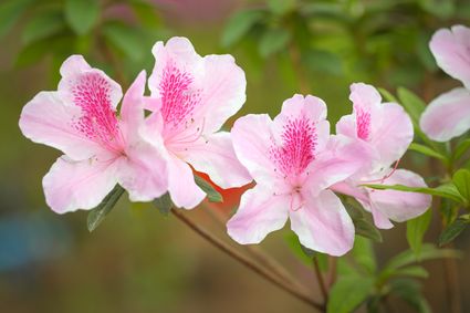 香港動植物公園 - 杜鵑園