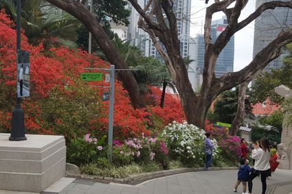 香港動植物公園 - 杜鵑園