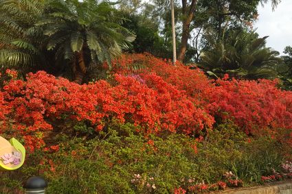 香港動植物公園 - 杜鵑園