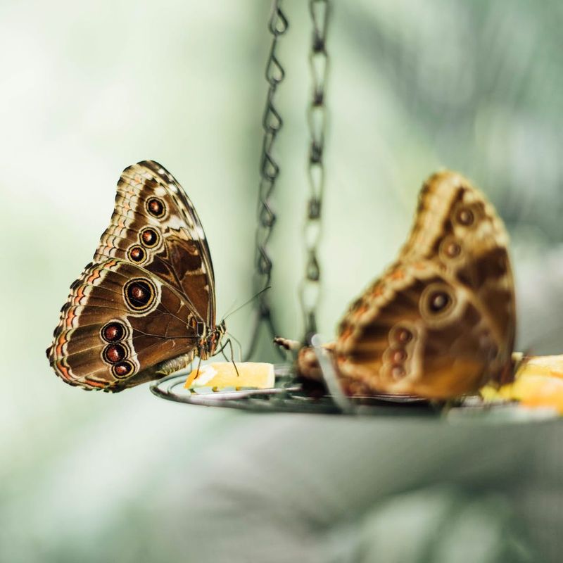 眼蝶、灰蝶和弄蝶
