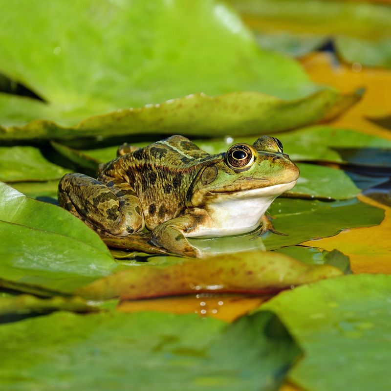 Hong Kong's Amphibian