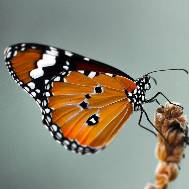 Hong Kong Butterflies