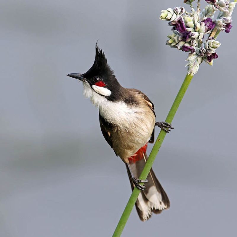 Hong Kong Resident Birds