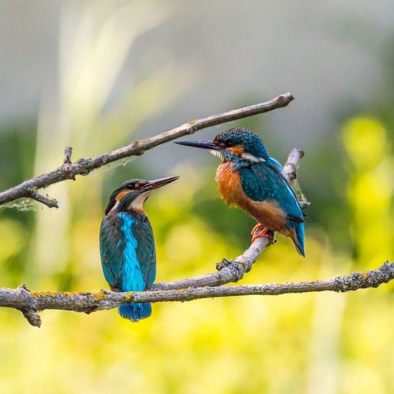 Hong Kong Resident Birds