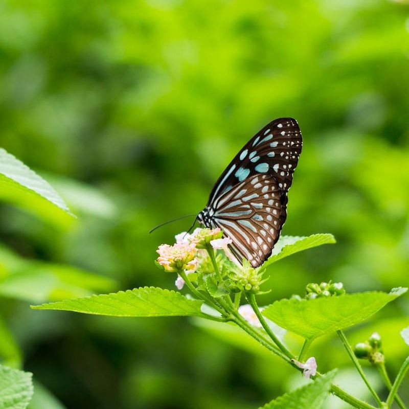 Nymphs