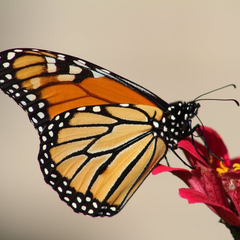 Swallowtails